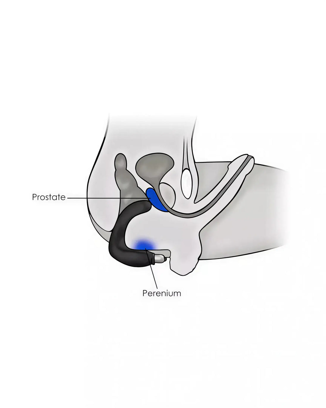 Rocks Off Rude Boy 7 speed vibrator with a curved design, highlighting the prostate and perineum stimulation areas.